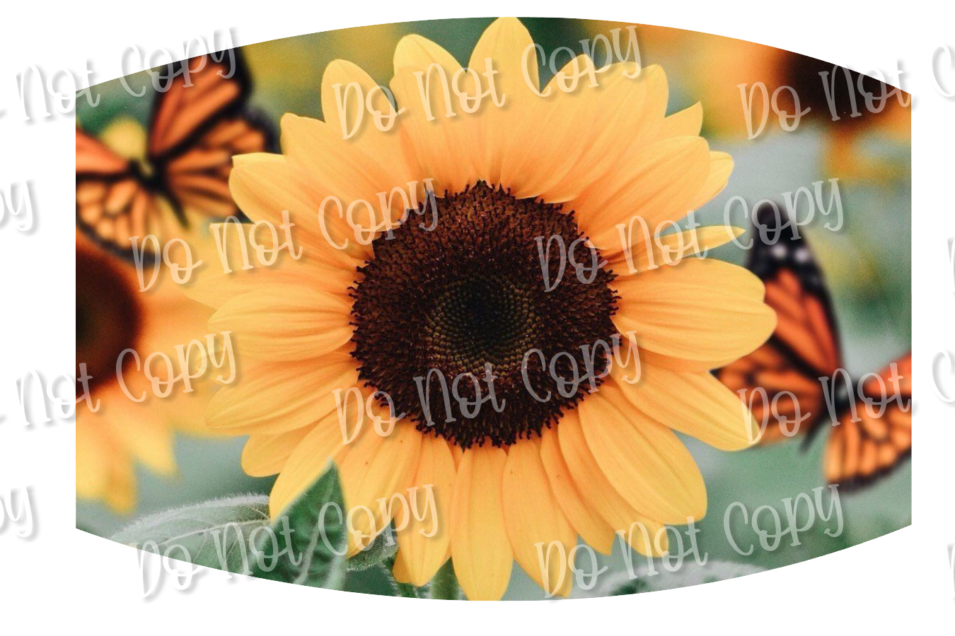 Sunflower 2