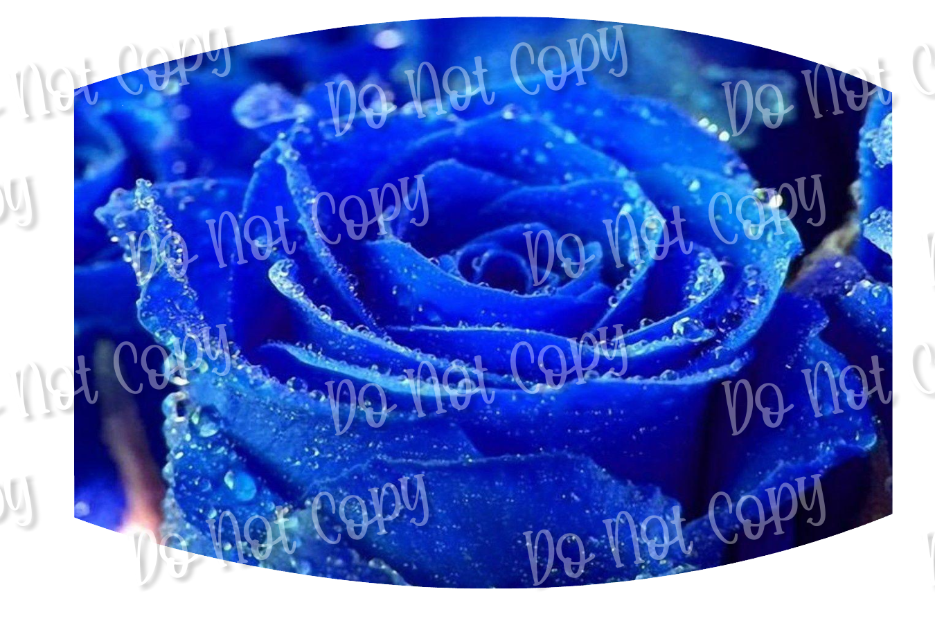Glistening Blue Rose 17