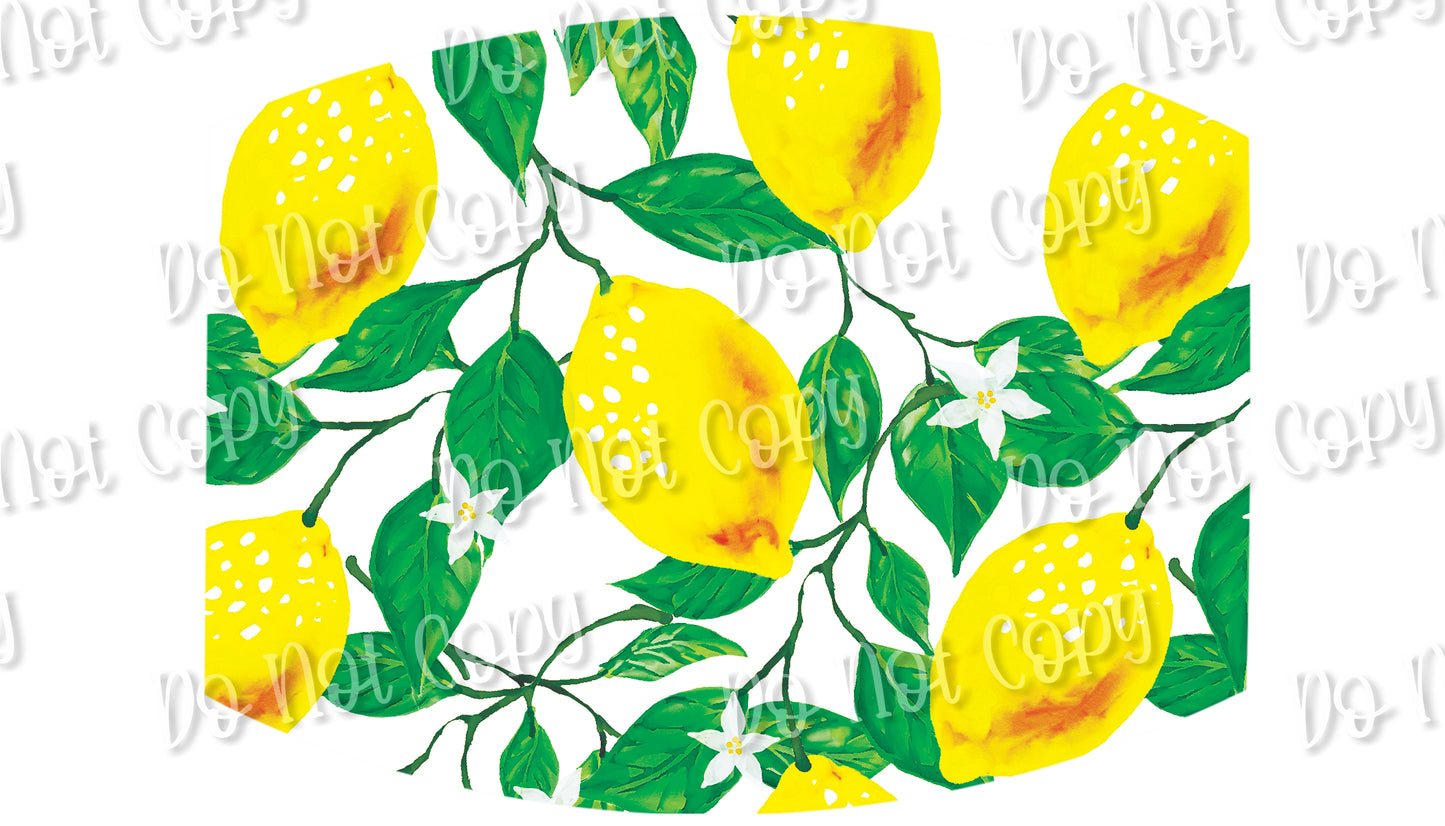 Meyer Lemons 17