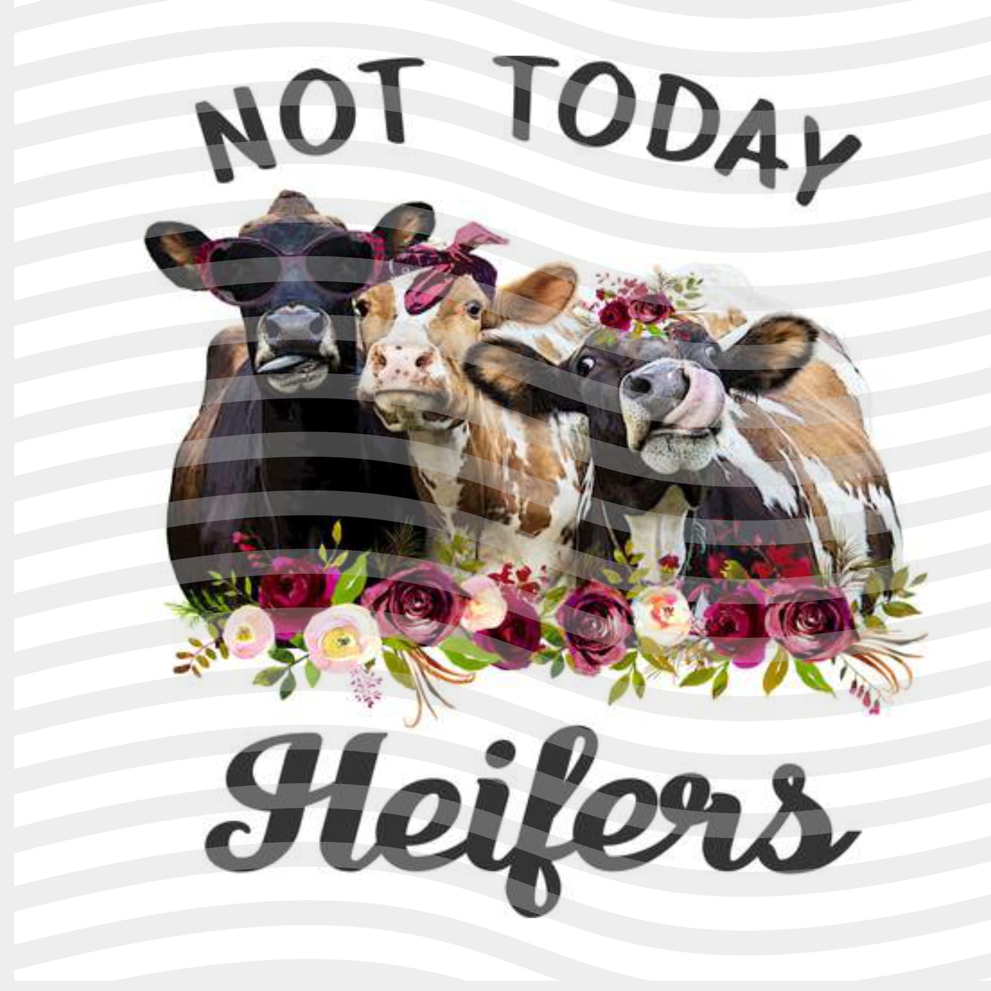 Not Today Heifers Herd