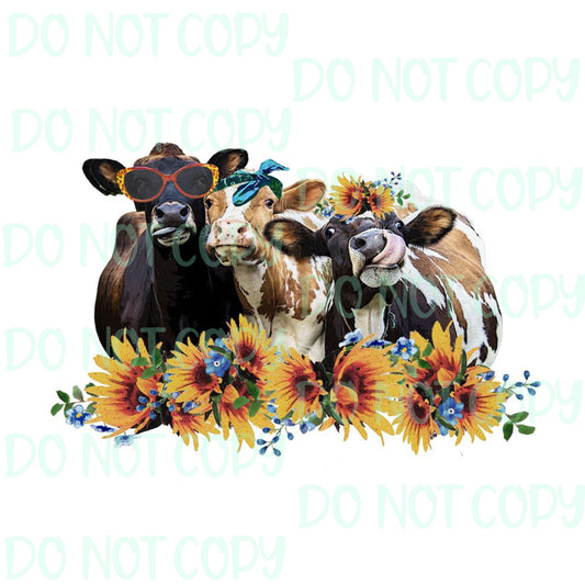 Sunflower Cows